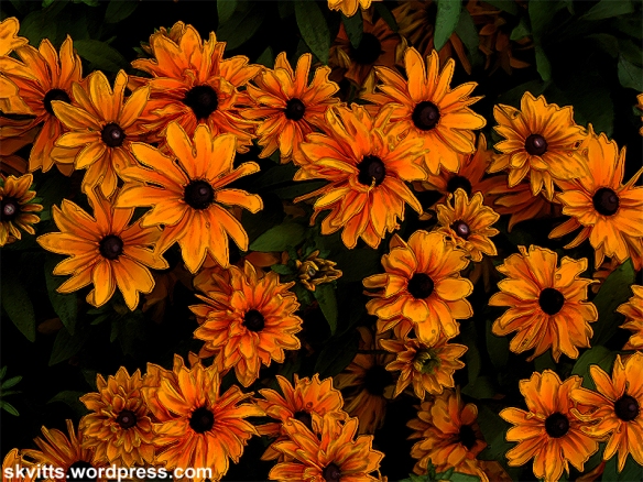 Blommor i orange