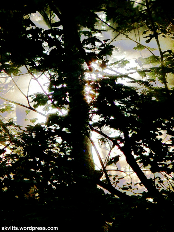 Ljus i skogen 1